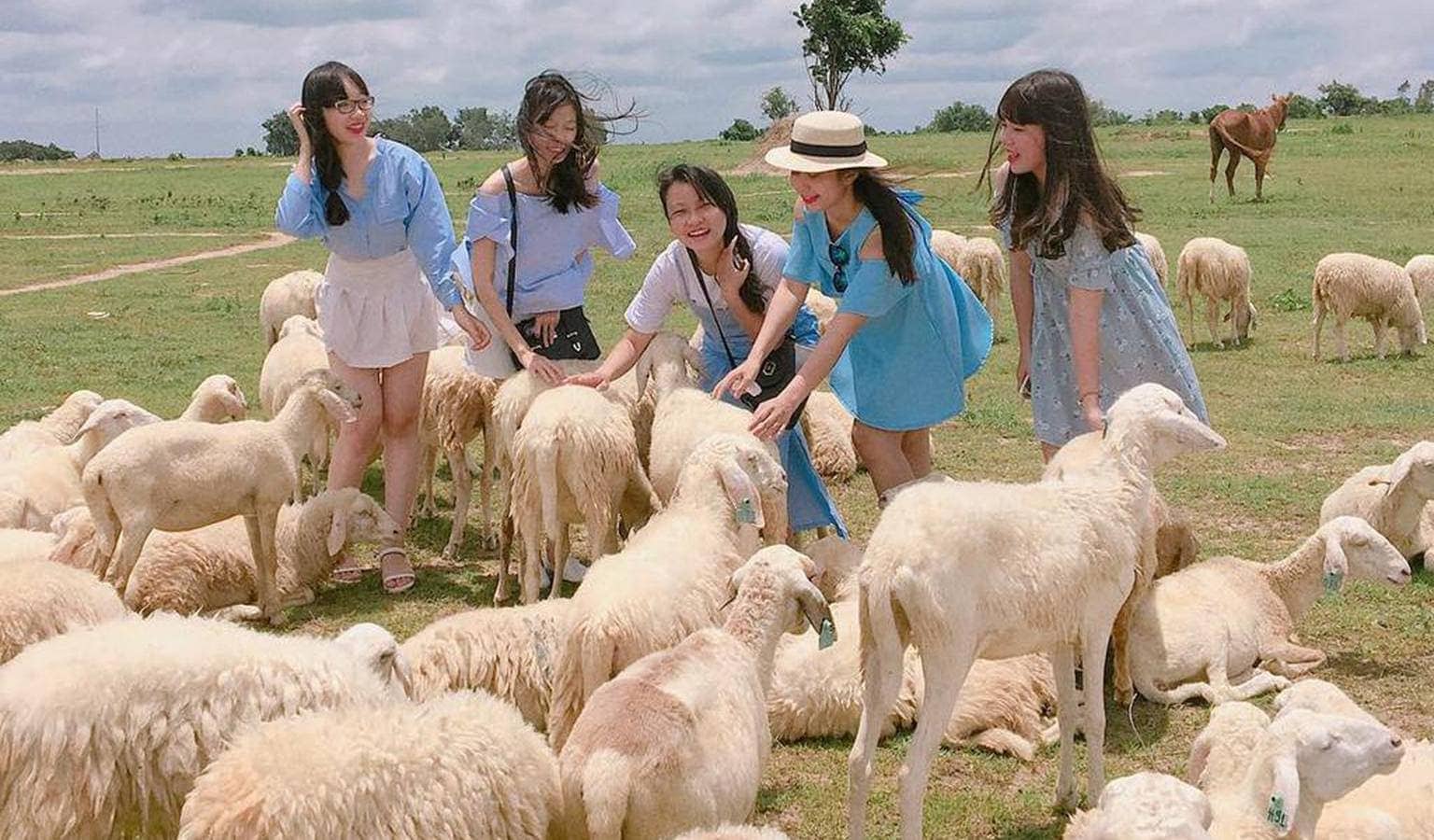 Tour Long Hải - Đồi Cừu Suối Nghệ (Trọn gói: Team Building & Gala) | Saigon Travel