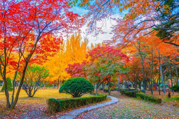 Nami Island Fall - Beautiful Nature Paint in Korea