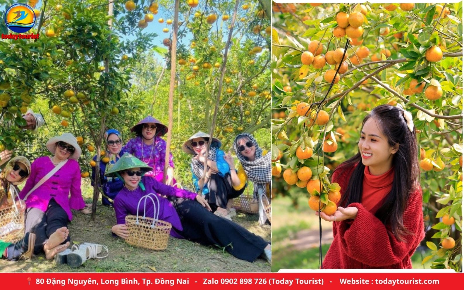 Vườn quýt hồng Lai Vung trĩu quả – tour Làng Hoa Sa Đéc 1 ngày