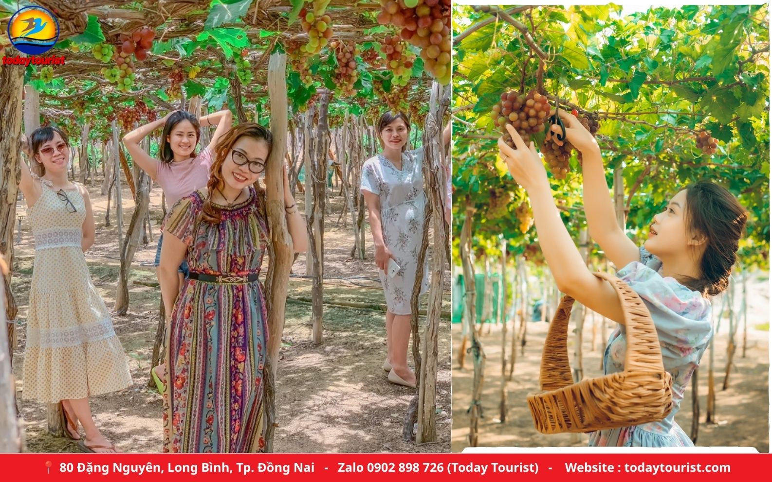 Vườn nho Thái An Ninh Thuận – tour Bình Hưng 2N2Đ Today Tourist