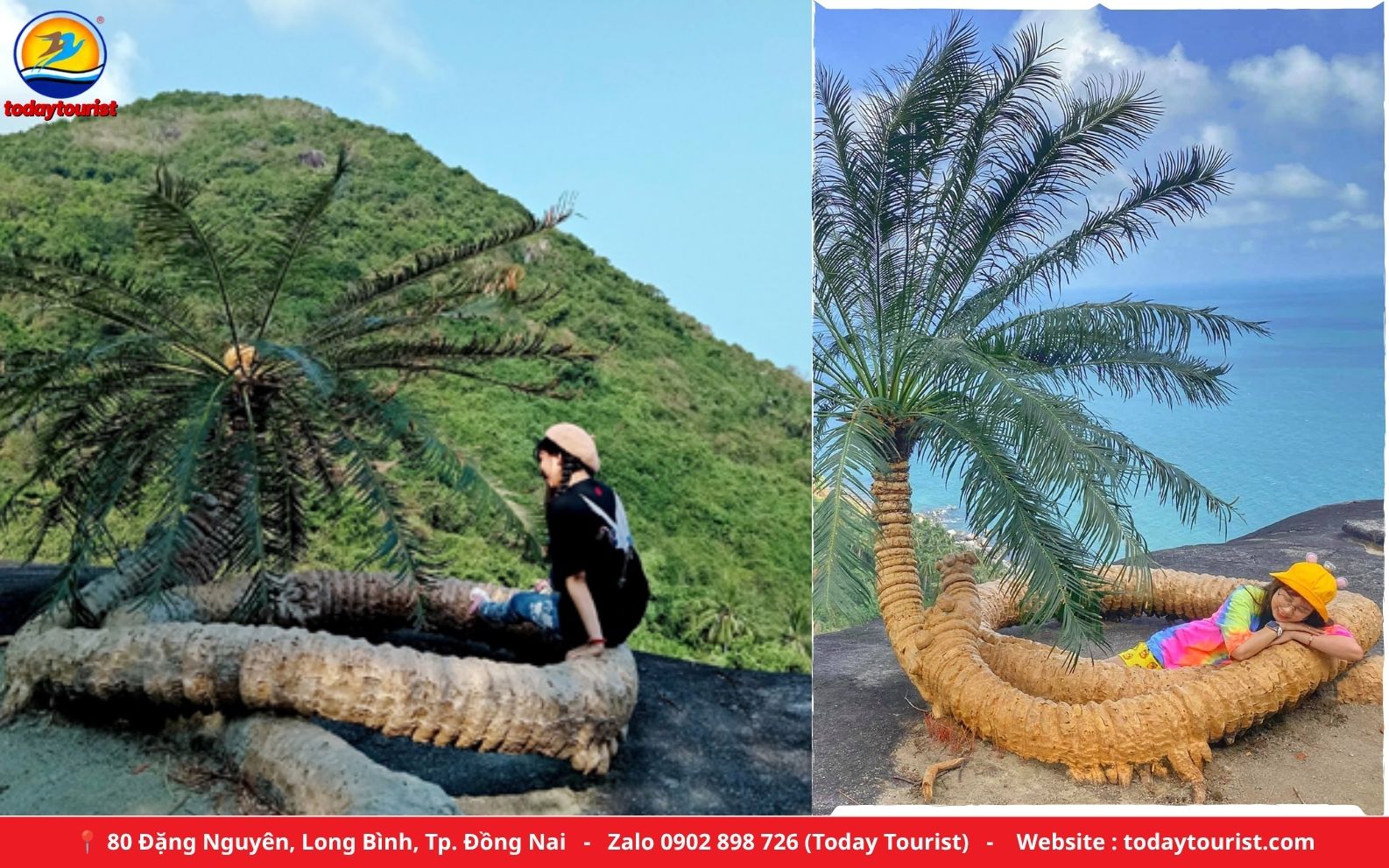 Cây thiên tuế hơn 300 năm trên Đỉnh Ông Rồng – tour Hòn Sơn 2N2Đ Today Tourist
