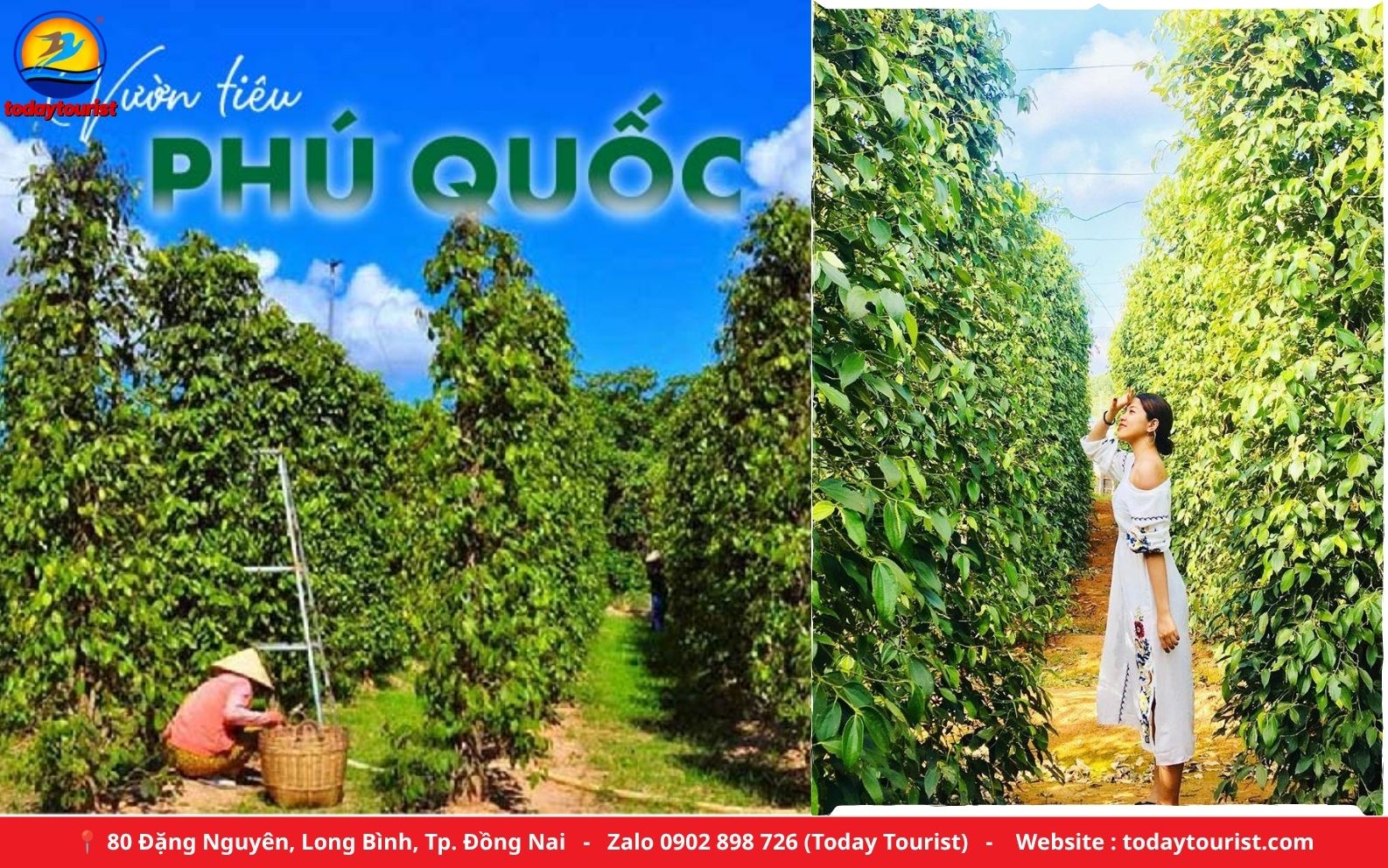 Vườn tiêu Phú Quốc – tour Phú Quốc 3N2Đ Today Tourist