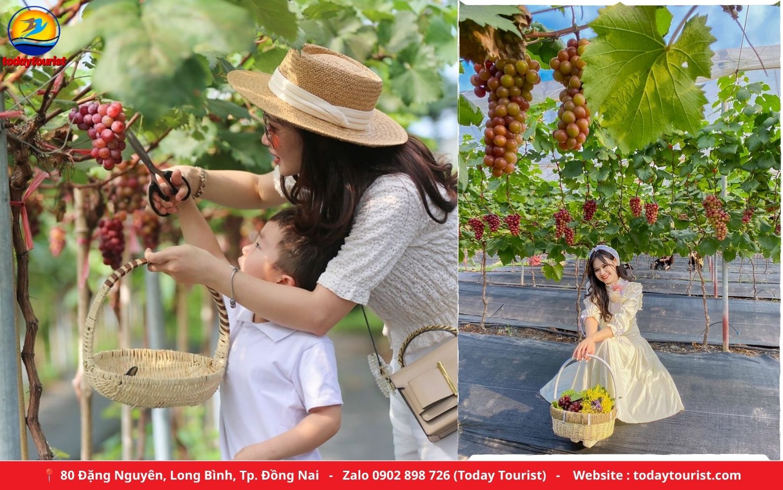 Vườn nho Tuy Phong – tour Cổ Thạch – Dinh Thầy Thím 2N1Đ Today Tourist