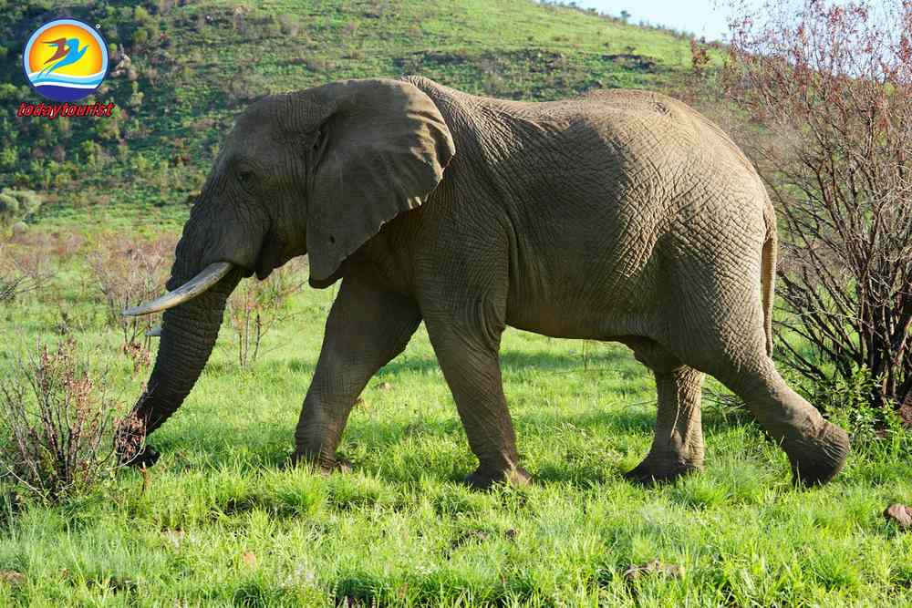 Voi châu Phi tại khu bảo tồn Pilanesberg. – TodayTourist