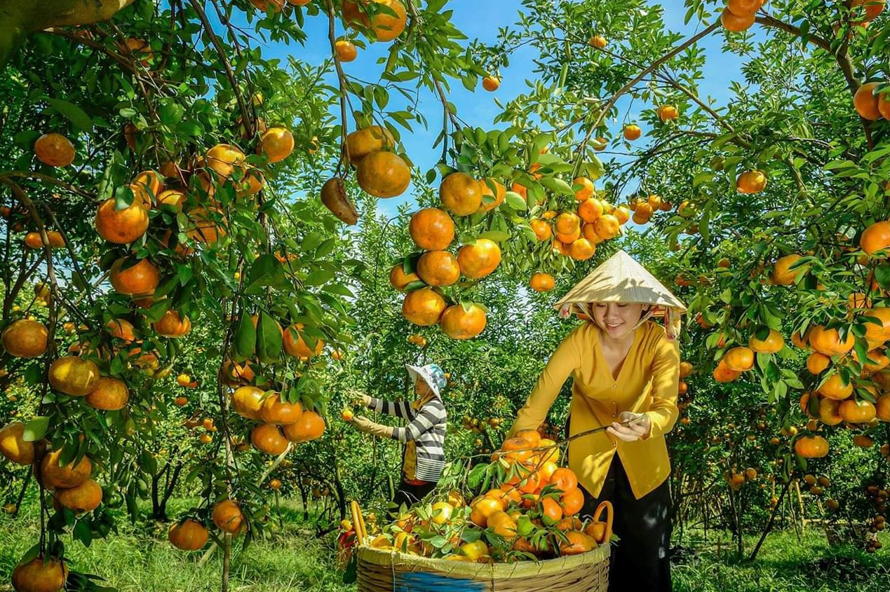 Vườn Quýt Hồng Lai Vung Đồng Tháp - tour Sa Đéc TodayTourist